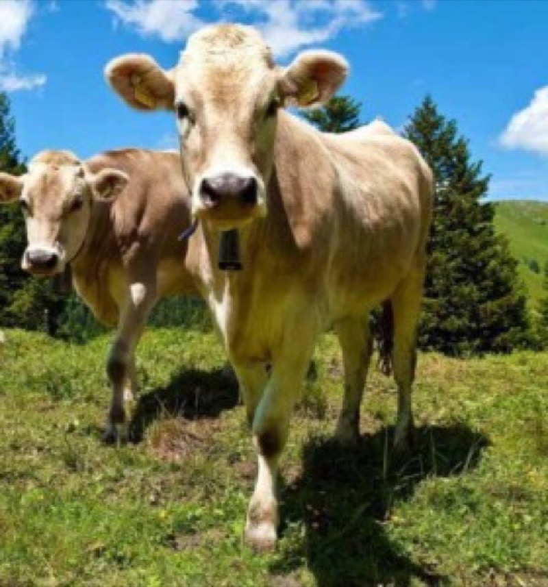 Fluonalp — Genuss auf der Alp